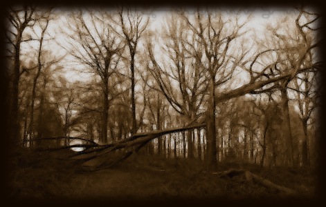Winter Forest